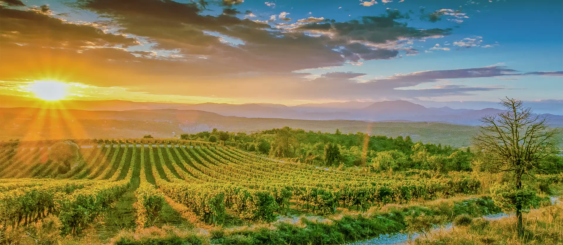 Les vignobles en terrasses de la vallée du Rhône ardéchoise